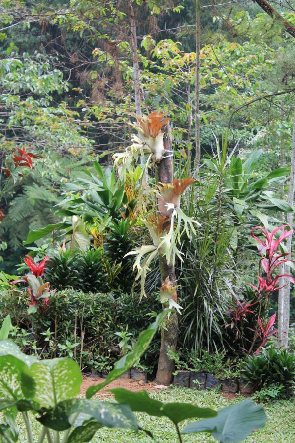 The Forest Villa Bogor Buitenkant foto